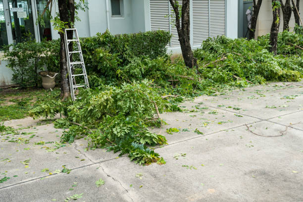 Best Tree Pruning Services  in USA